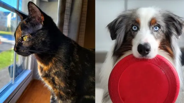 Pet photography - cat and dog duo