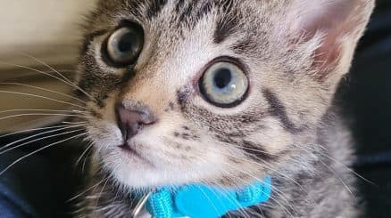 Pet photography tip - lighting is key