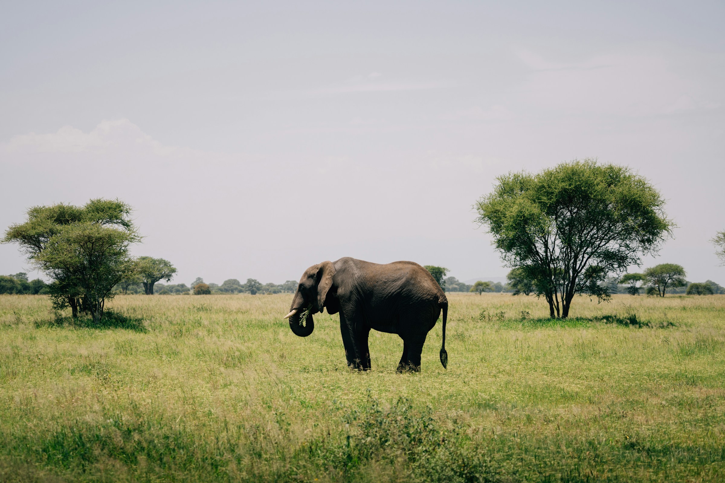 Africa